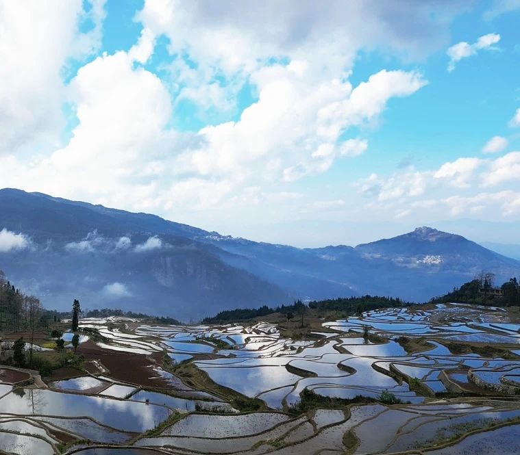 數(shù)字賦能千年梯田 智慧守護(hù)紅米飄香——元陽(yáng)縣糧食購(gòu)銷(xiāo)有限公司書(shū)寫(xiě)紅米產(chǎn)業(yè)新篇章